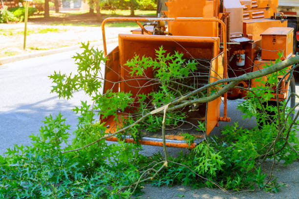 Leaf Removal in Fair Haven, NJ