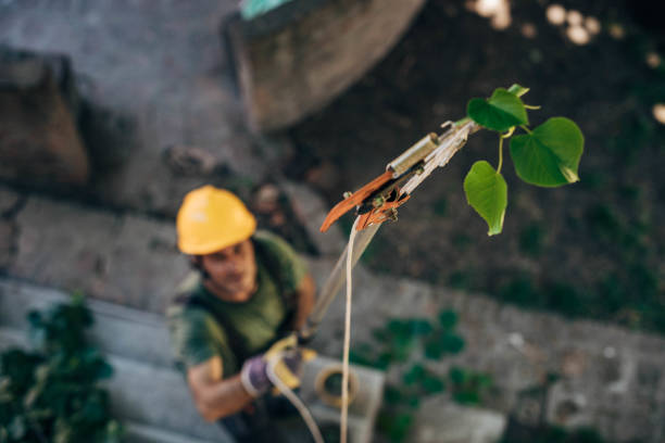 How Our Tree Care Process Works  in  Fair Haven, NJ
