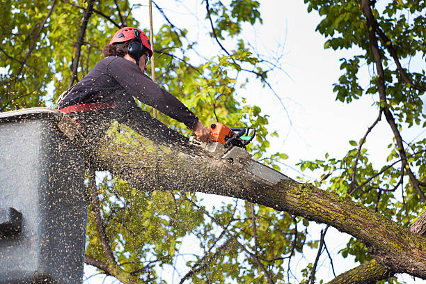 Professional Tree Services in Fair Haven, NJ